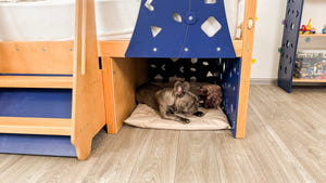 Toddler Montessori Climbing Bed with Double Pet Space Underneath (BusyPet Duo Bed)